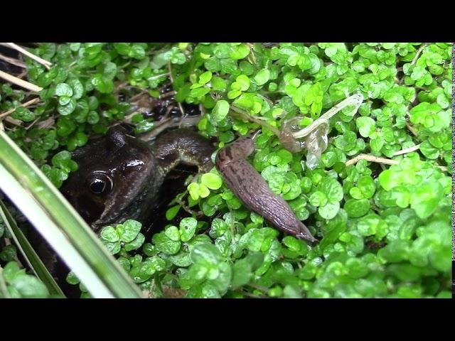 frog eats slug