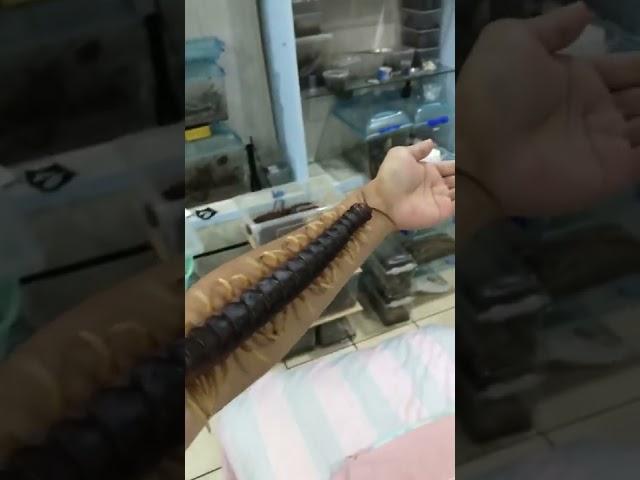 Giant centipede crawls along man's arm