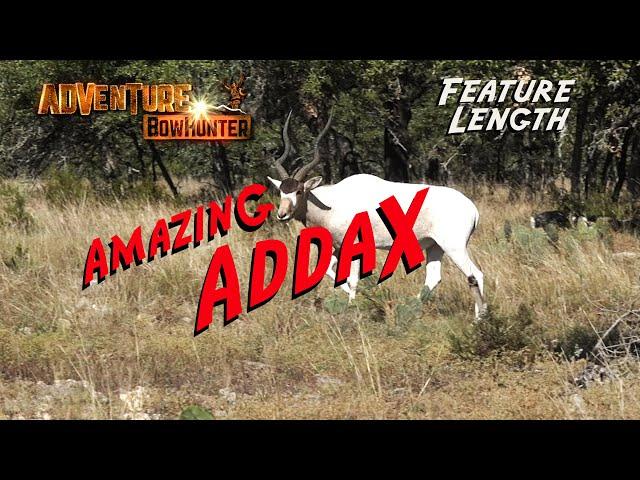 Amazing Addax Antelope