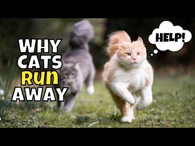 10 Reasons Why Cats Leave and Never Return (Plus How to Prevent!)