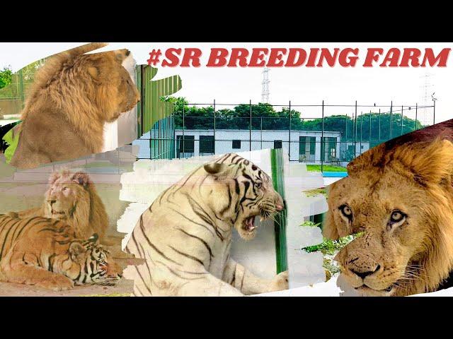 THE KINGDOM OF LION | SR BREEDING FARM | ALL EXOTIC BIG CATS | MOST BEAUTIFUL ENCLOSURE IN KARACHI