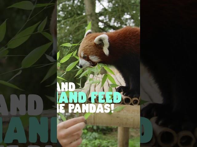 Red panda experience 