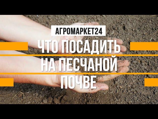 ПЕСЧАНАЯ ПОЧВА что посадить и как ухаживать? Agro-Market24