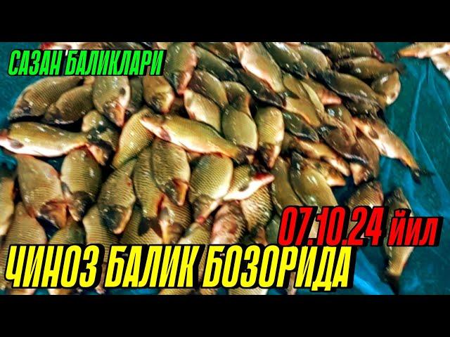 ЧИНОЗ БАЛИК БОЗОРИДА САЗАН БАЛИКЛАРИ