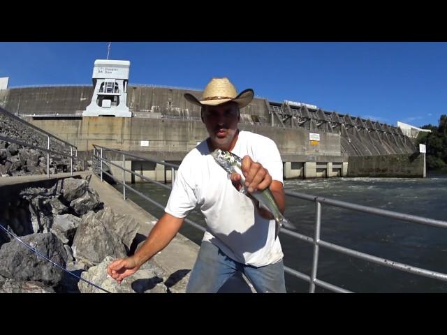 Catfish Dave Quick Clip..Skipjacks At Douglas Dam