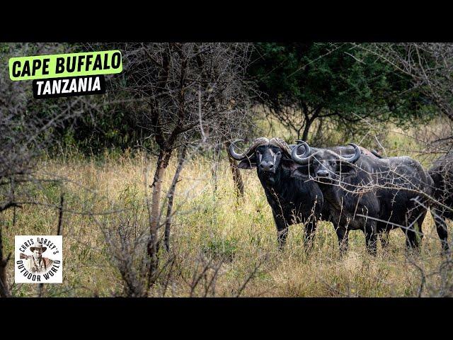 This Week on Sporting Classics TV - Stalking in on Dangerous Cape Buffalo