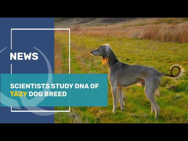 Scientists study DNA of Tazy dog breed. Qazaq TV