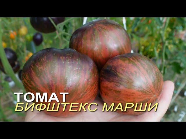 Томат БИФШТЕКС МАРШИ. Обзор сортов ТОМАТОВ!