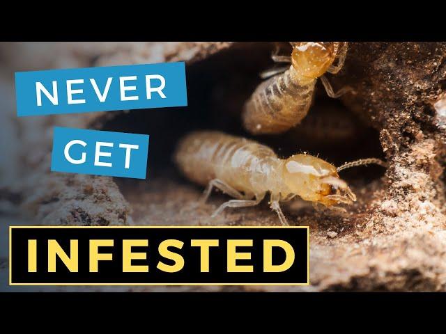 5 Ways to Prevent Termites (to avoid $5,000 treatments!)