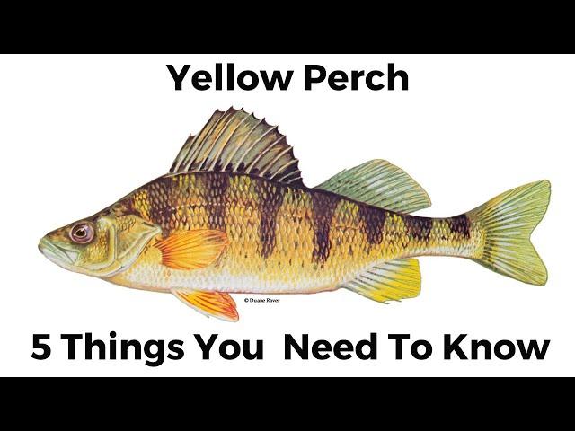 5 Things You Need To Know About Yellow Perch