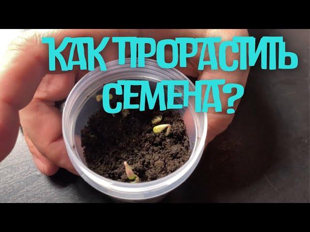 Как прорастить семена? / Ватные диски, губки и др. Варианты / MrGrowChannel