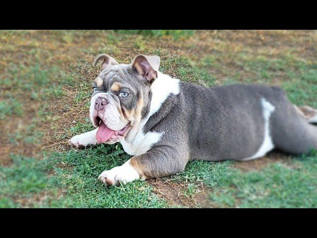 Mini English Bulldogs Playing and Being Naughty