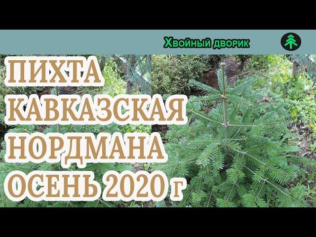 Пихта кавказская Нордмана Сезон осень 2020 года (Обзор) питомник Хвойный дворик