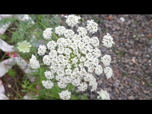 WoW !!!! Wonderful carrot bloom !