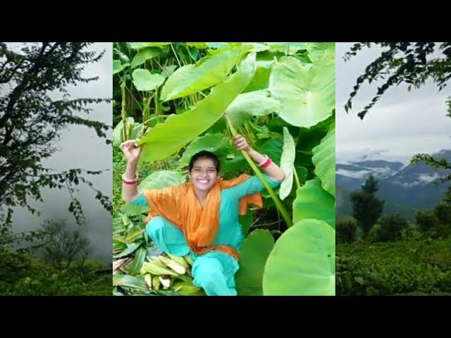 #shorts Garhwali Song Status Video | Pahadi Song | Garhwali song | Ravina Rawat | Uttarakhand