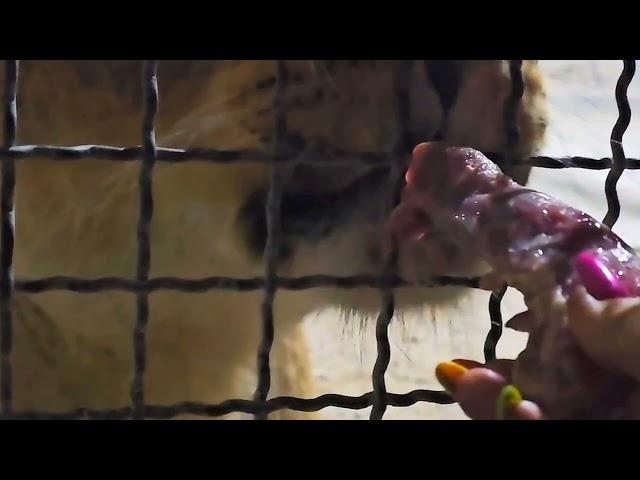 ️Вот такая "жучка-штучка" львица Симба. #animals ##lions