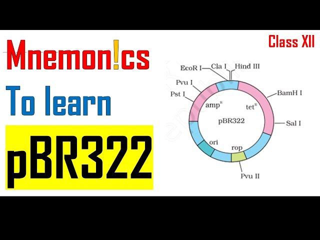 pBR-322 (PLASMID) Trick/Mnemonics | Biotechnology Tricks For NEET | Mohamed Irfan | Edudextro