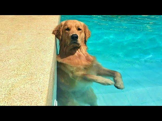 Dogs Running on Empty Brain Cells  NEW Funny Dog Videos