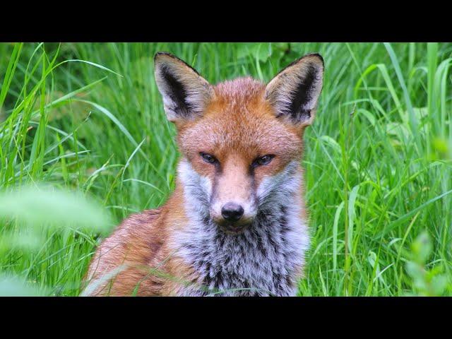 Urban Fox Relaxing in the Garden - UHD 4K