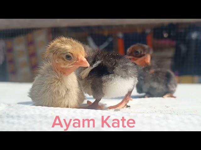 Ternak Ayam Kate