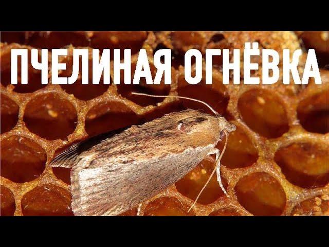 ОГНЕВИТ (ПЧЕЛИНАЯ ОГНЁВКА)  Мощнейшее (!!!) натуральное целебное средство при многих симптомах.