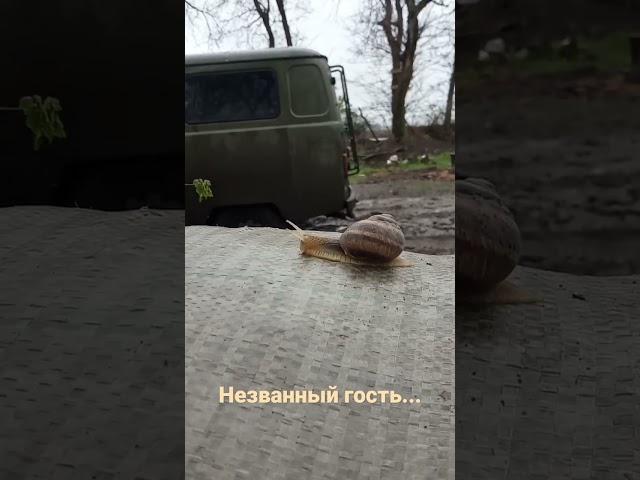 Незванный гость...