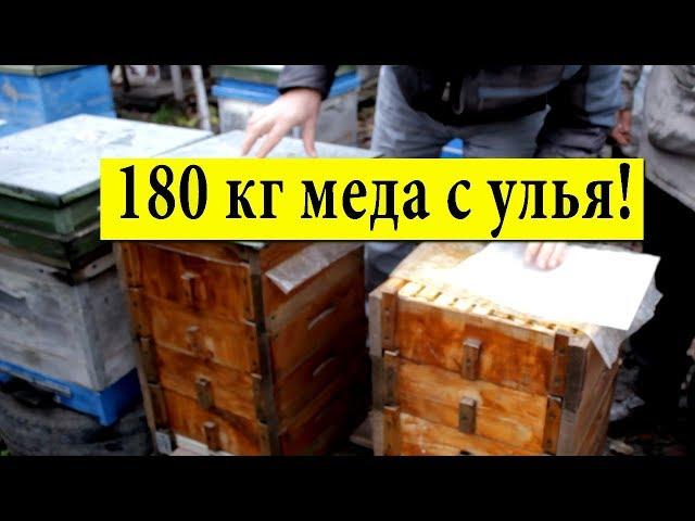 180 kg of honey from the hive  In the apiary of Ivan Movchan Mirgorod