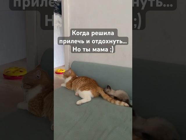 77Жизнь в Эстонии #shorts #cat #funny