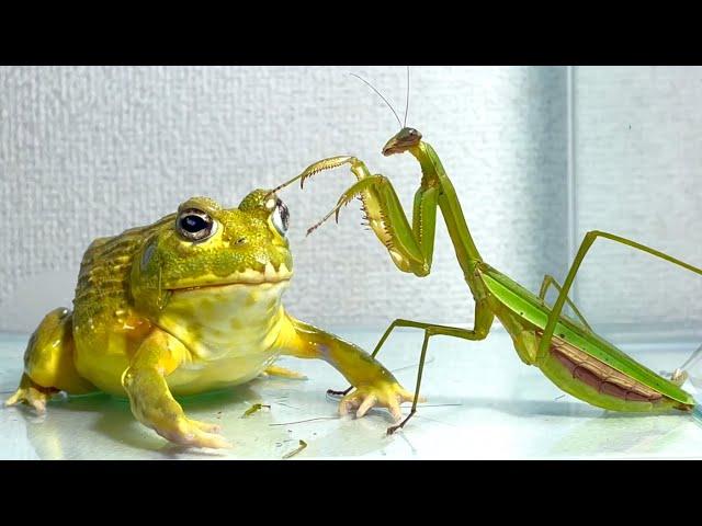 Frog snatches prey from giant praying mantis