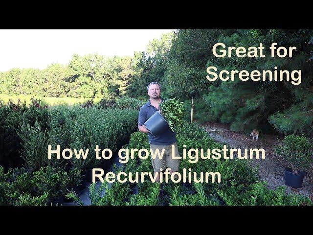 Ligustrum Recurvifolium is the make your neighbor go away plant