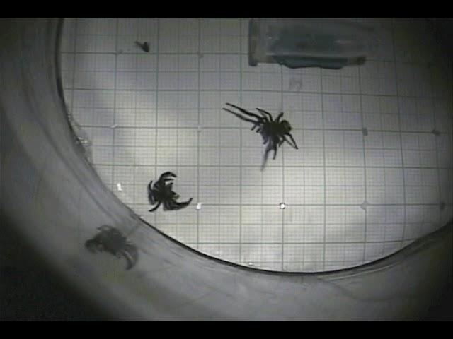 Two male spiders fighting!