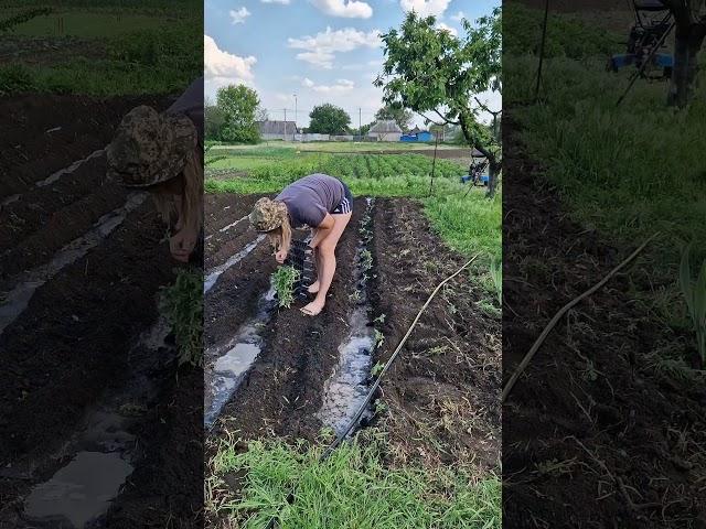 #село #деньвдеревне #селянка #жизньмамыидомохозяйки
