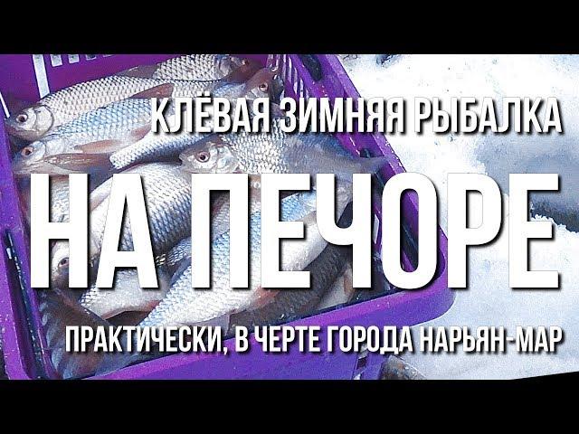 Клёвая зимняя рыбалка на Печоре, практически в черте города Нарьян Мар