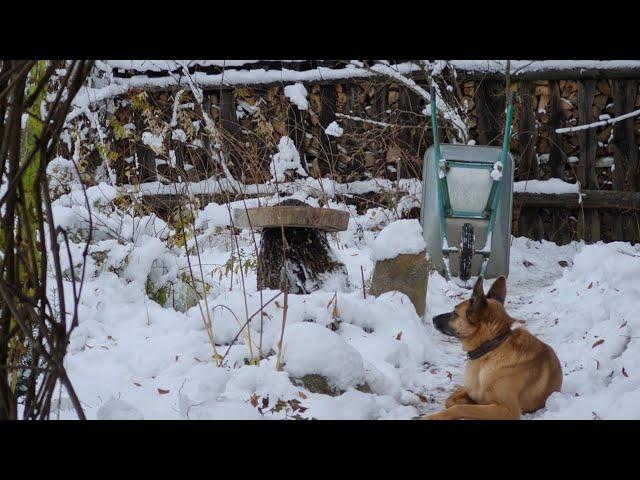 Первая кормушка, пёс-землеройка и приключения костяной ноги