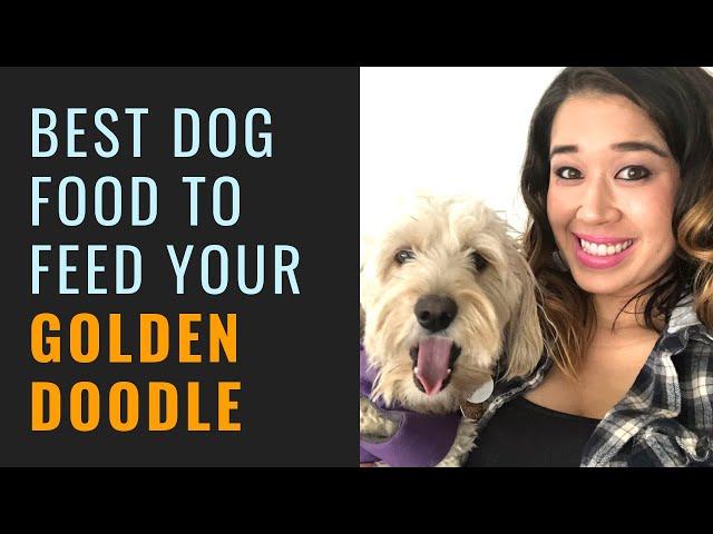 Best Dog Food For Goldendoodles and Puppies