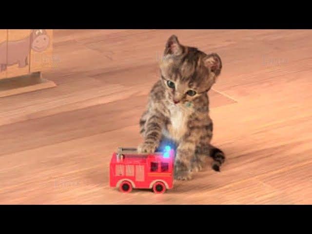 Little Kitten My Favorite Cat Play Fun Pet Care Game for Children