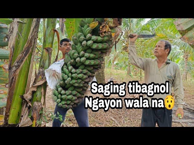 SAGING TIBAGNOL NA GAMOT NA! SAGING DAMILIG 10 PESOS PER KILO