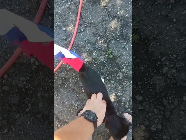 чисто Русская кошка