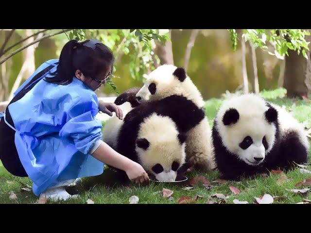  Too Funny! Funny moments of Panda and Breeder-Panda Funny Video