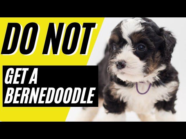 7 Reasons You SHOULD NOT Get a Bernedoodle