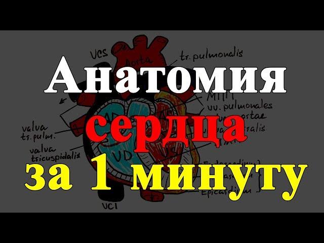 Anatomy of the heart in 1 minute!!!