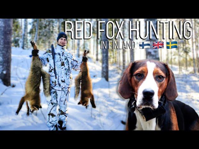 NH: Fox Hunting with Hounds | 2021