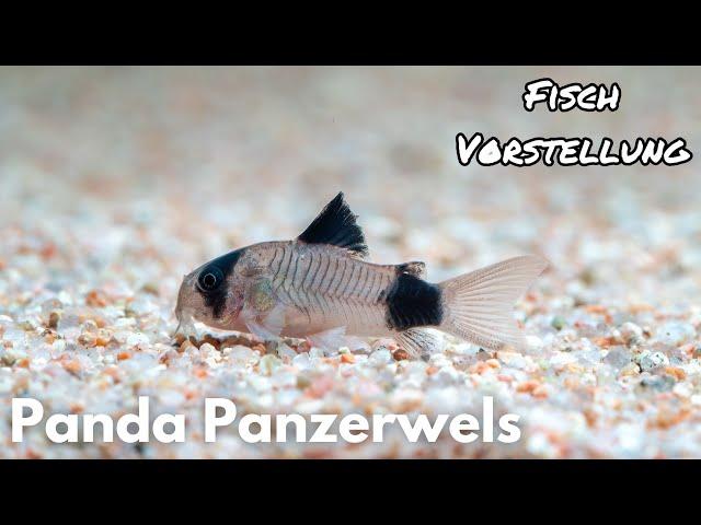 Panda Panzerwels - Corydoras panda | Liquid Nature Fisch Vorstellung