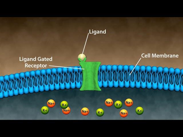 Types of Drug Receptors