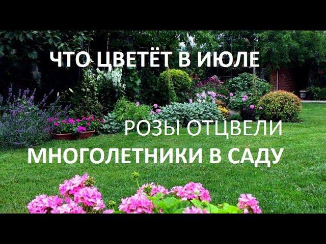 МНОГОЛЕТНИКИ.  ТОП 10 цветущих в июле. Черенки гибискуса уже цветут.