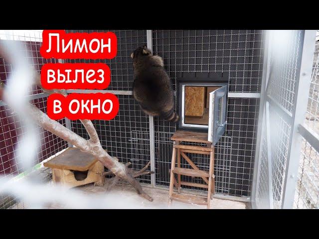 VLOG Лимон вылез в окно. У нас теперь есть крокодил