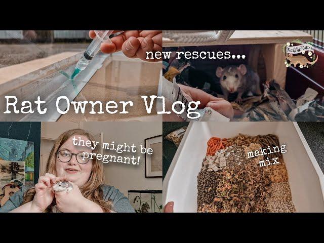 I rescued some baby rats that are pregnant  | Rat Keeper Vlog