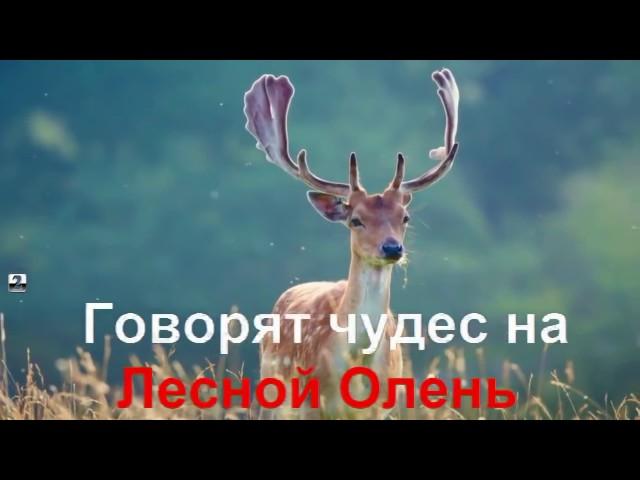 KARAOKE Лесной Олень КАРАОКЕ mp4