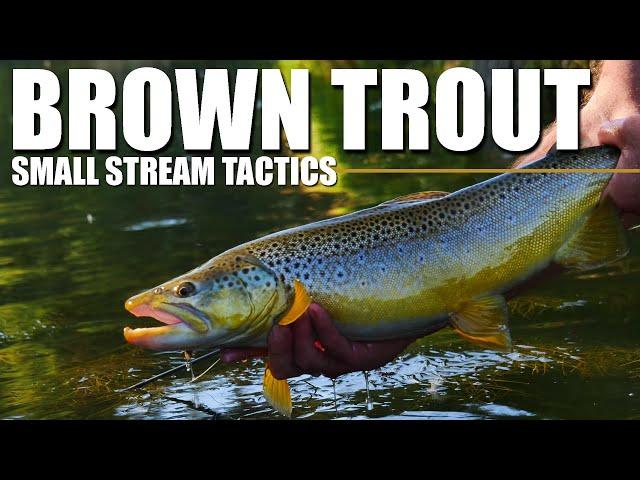 Small Stream Tactics for Brown Trout - Locating and Fly Fishing Brown Trout in Tight Spots