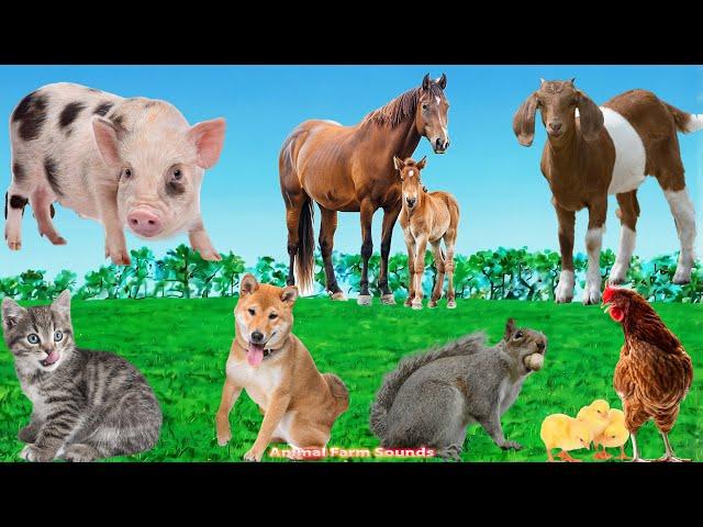 Farm Animal Sounds: Cow, Pig, Chicken, Goat, Cat, Horse, Squirrel - Animal Videos